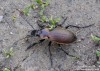střevlík Scheidlerův (Brouci), Carabus scheidleri, Carabidae, Carabinae (Coleoptera)
